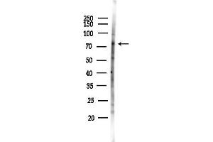 Western blot analysis of lysates from Hela cells(LPS 4h treatment), using B Antibody at 1/1000 dilution.