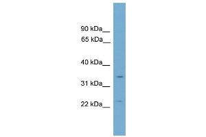 WB Suggested Anti-Vgll2 Antibody Titration: 0. (VGLL2 Antikörper  (C-Term))