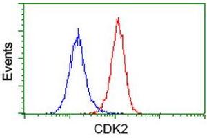 Image no. 2 for anti-Cyclin-Dependent Kinase 2 (CDK2) antibody (ABIN1497396) (CDK2 Antikörper)