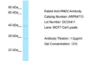 Western Blotting (WB) image for anti-rho Family GTPase 2 (RND2) (C-Term) antibody (ABIN2789935)