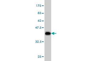 Western Blotting (WB) image for anti-DBF4 Homolog (DBF4) (AA 2-98) antibody (ABIN564742)