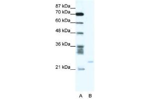 BCL2A1 antibody (70R-10524) used at 0. (BCL2A1 Antikörper  (C-Term))