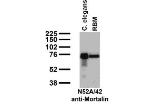 Immunoblot against crude C. (HSPA9 Antikörper  (AA 551-766))