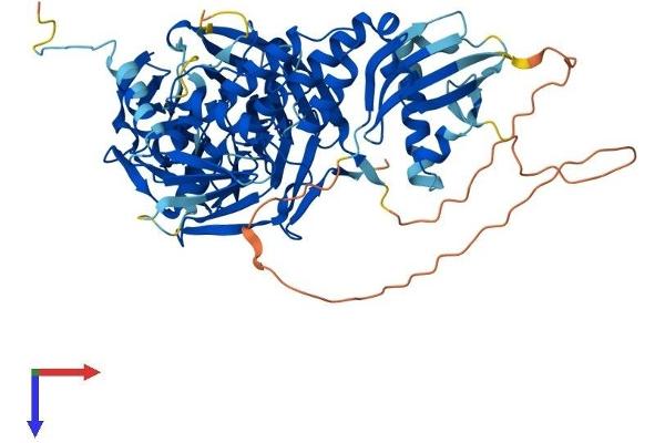 IVNS1ABP Protein (AA 1-642) (His tag)