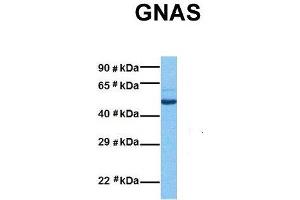 Western Blotting (WB) image for anti-GNAS Complex Locus (GNAS) (N-Term) antibody (ABIN2775542)