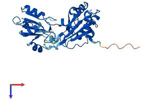 DPH5 Protein (AA 1-285) (His tag)