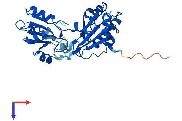 DPH5 Protein (AA 1-285) (His tag)