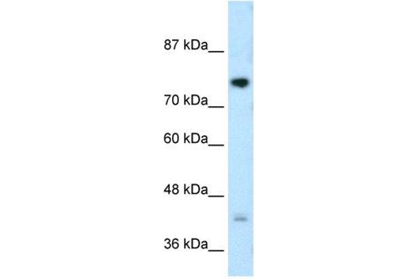 DCST1 antibody  (C-Term)