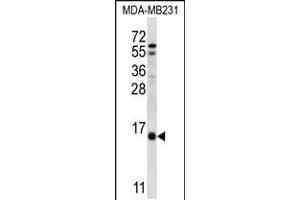 Western blot analysis in MDA-MB231 cell line lysates (35ug/lane). (HINT3 Antikörper  (N-Term))