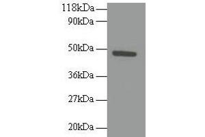 Western blot All lanes: RELT antibody at 2 μg/mL + 293T whole cell lysate Secondary Goat polyclonal to rabbit IgG at 1/10000 dilution Predicted band size: 47 kDa Observed band size: 47 kDa (RELT Antikörper  (AA 26-153))