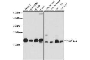 Western blot analysis of extracts of various cell lines, using NDUFB11 antibody (ABIN7268809) at 1:1000 dilution. (NDUFB11 Antikörper  (AA 1-163))