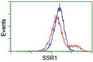 Image no. 4 for anti-Signal Sequence Receptor, alpha (SSR1) antibody (ABIN1501152) (SSR1 Antikörper)