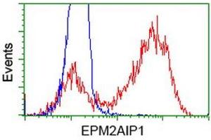 Image no. 11 for anti-EPM2A (Laforin) Interacting Protein 1 (EPM2AIP1) antibody (ABIN1498047) (EPM2AIP1 Antikörper)