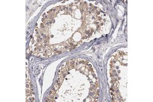 Immunohistochemical staining of human testis with NEK9 polyclonal antibody  shows cytoplasmic positivity in cells of seminiferus ducts at 1:50-1:200 dilution. (NEK9 Antikörper)