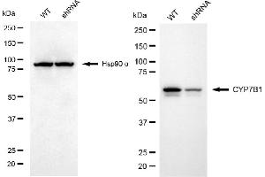 Western blotting analysis using CYP7B1 antibody (ABIN7798259).