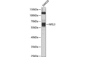 Western blot analysis of extracts of SW620 cells, using NFIL3 antibody (ABIN6128337, ABIN6144565, ABIN6144567 and ABIN6223126) at 1:1000 dilution. (NFIL3 Antikörper  (AA 133-462))