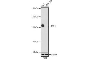 Western blot analysis of extracts from wild type (WT) and ITCH knockout (KO) 293T cells, using ITCH antibody (ABIN7268032) at 1:1000 dilution. (ITCH Antikörper)