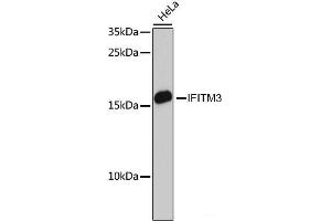 Western blot analysis of extracts of HeLa cells using IFITM3 Polyclonal Antibody at dilution of 1:3000. (IFITM3 Antikörper)