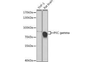 Western blot analysis of extracts of various cell lines, using PKC gamma antibody (ABIN6133857, ABIN6146206, ABIN6146207 and ABIN6223918) at 1:500 dilution. (PKC gamma Antikörper)