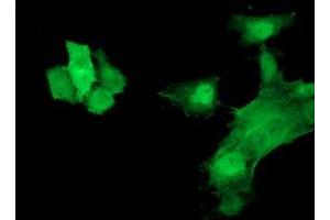 Anti-HSPB7 mouse monoclonal antibody (ABIN2453834) immunofluorescent staining of COS7 cells transiently transfected by pCMV6-ENTRY HSPB7 (RC202861). (HSPB7 Antikörper)