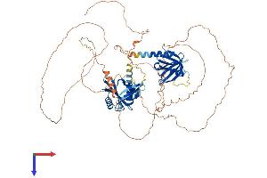 FE65 Protein (AA 1-710) (His tag)