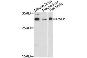 Western blot analysis of extracts of various cell lines, using RND1 antibody (ABIN6290884) at 1:3000 dilution. (RND1 Antikörper)