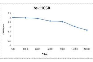 Antigen: 0. (Caspase 12 Antikörper  (AA 201-300))