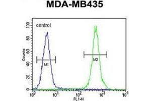 Flow cytometric analysis of MDA-MB435 cells using Haptoglobin Antibody (Center) Cat. (Haptoglobin Antikörper  (Middle Region))