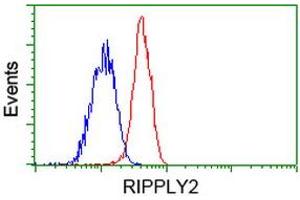 HEK293T cells transfected with either RC220725 overexpress plasmid (Red) or empty vector control plasmid (Blue) were immunostained by anti-RIPPLY2 antibody (ABIN2453597), and then analyzed by flow cytometry. (RIPPLY2 Antikörper)