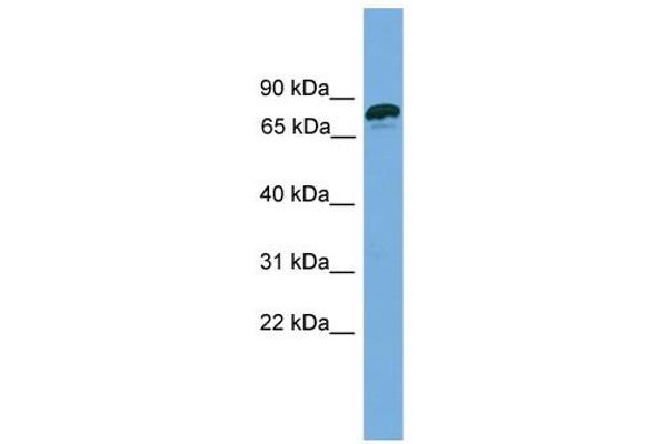 ZNF790 Antikörper  (N-Term)