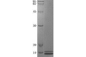 Validation with Western Blot
