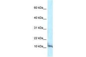 Image no. 1 for anti-Pterin-4 alpha-Carbinolamine Dehydratase/dimerization Cofactor of Hepatocyte Nuclear Factor 1 alpha (PCBD1) (C-Term) antibody (ABIN6747419) (PCBD1 Antikörper  (C-Term))