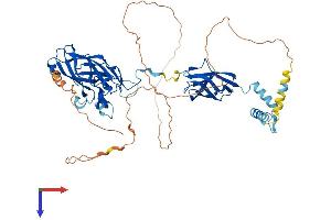 EBF2 Protein (AA 1-575) (His tag)