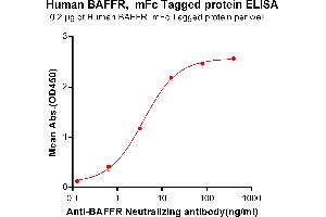 ELISA image for Tumor Necrosis Factor Receptor Superfamily, Member 13C (TNFRSF13C) (AA 7-71) protein (mFc Tag) (ABIN6961114)