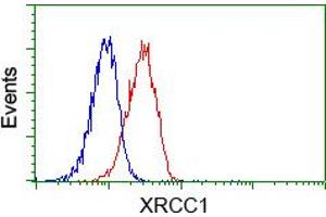 Flow cytometric analysis of Jurkat cells, using anti-XRCC1 antibody (ABIN2453795), (Red) compared to a nonspecific negative control antibody (TA50011) (Blue). (XRCC1 Antikörper)
