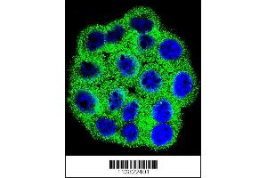 Immunofluorescence (IF) image for anti-Cyclin-Dependent Kinase Inhibitor 2B (p15, Inhibits CDK4) (CDKN2B) (AA 102-130), (C-Term) antibody (ABIN5534089)