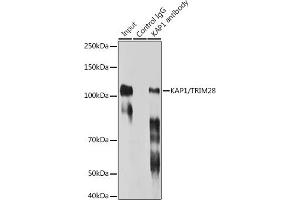 Immunoprecipitation analysis of 300 μg extracts of HeLa cells using 3 μg K/TRIM28 antibody (ABIN7270986). (KAP1 Antikörper)