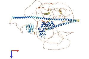 TP53BP2 Protein (AA 1-1128) (His tag)