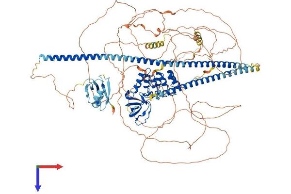 TP53BP2 Protein (AA 1-1128) (His tag)