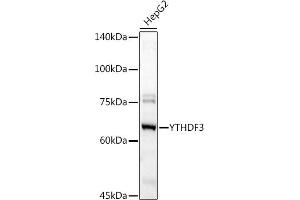 Western blot analysis of extracts of HepG2 cells, using YTHDF3 antibody (ABIN6130934, ABIN6150345, ABIN6150346 and ABIN6224441) at 1:1000 dilution. (YTHDF3 Antikörper  (AA 1-275))