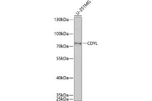 Western blot analysis of extracts of U-251MG cells, using CDYL antibody (ABIN6131561, ABIN6138368, ABIN6138369 and ABIN6221862) at 1:1000 dilution. (CDYL Antikörper  (AA 245-544))