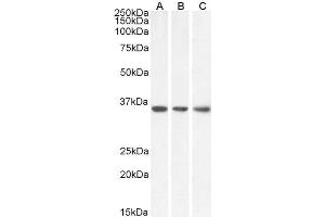 ABIN5539864 (0. (MDH2 Antikörper  (Internal Region))