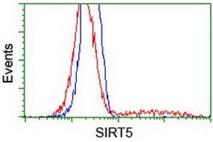 HEK293T cells transfected with either RC200189 overexpress plasmid (Red) or empty vector control plasmid (Blue) were immunostained by anti-SIRT5 antibody (ABIN2454823), and then analyzed by flow cytometry. (SIRT5 Antikörper)