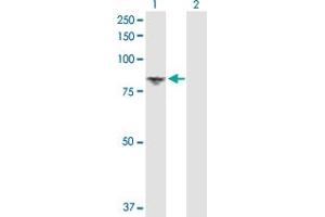 Western Blot analysis of DGKA expression in transfected 293T cell line by DGKA MaxPab polyclonal antibody. (DGKA Antikörper  (AA 1-735))