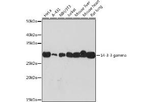 Western blot analysis of extracts of various cell lines, using 14-3-3 gamma Rabbit mAb (ABIN7265311) at 1:1000 dilution. (14-3-3 gamma Antikörper)