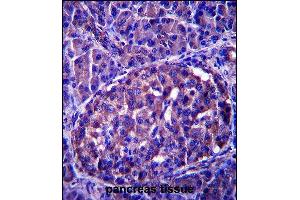 LRRN4 Antibody (C-term) (ABIN657586 and ABIN2846589) immunohistochemistry analysis in formalin fixed and paraffin embedded human pancreas tissue followed by peroxidase conjugation of the secondary antibody and DAB staining. (LRRN4 Antikörper  (C-Term))