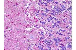 Anti-NLRP8 antibody IHC of human brain, cerebellum. (NALP8 Antikörper  (N-Term))