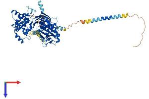 ENTPD7 Protein (AA 1-606) (His tag)
