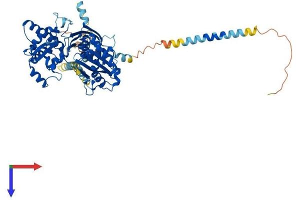 ENTPD7 Protein (AA 1-606) (His tag)