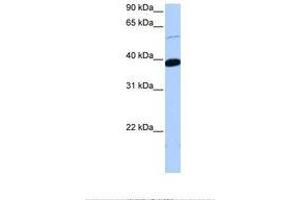 Image no. 1 for anti-Zinc Finger Protein 562 (ZNF562) (AA 176-225) antibody (ABIN6738774) (ZNF562 Antikörper  (AA 176-225))